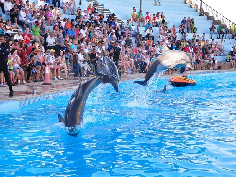 Delfinariu în Hurghada,